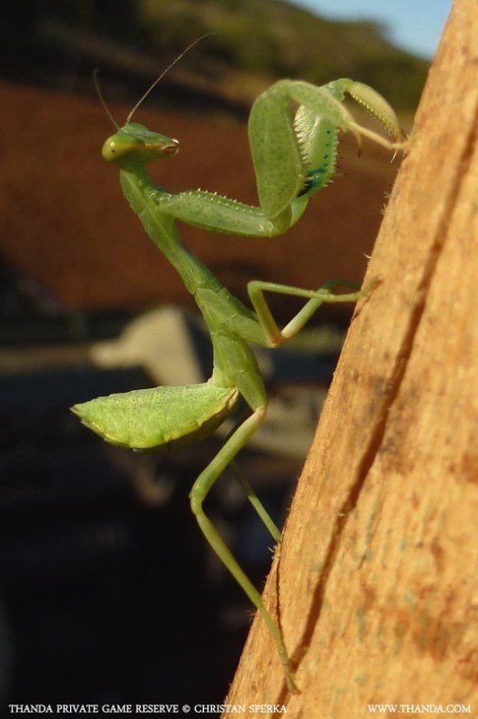 20130425 - P1020667 - E - THANDA