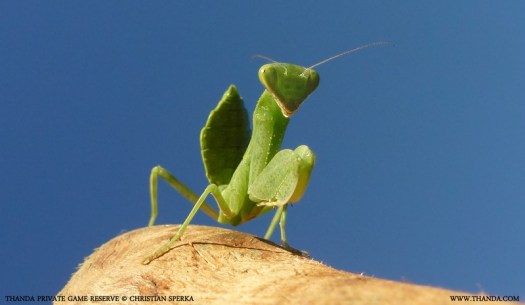 20130425 - P1020678 - E - THANDA