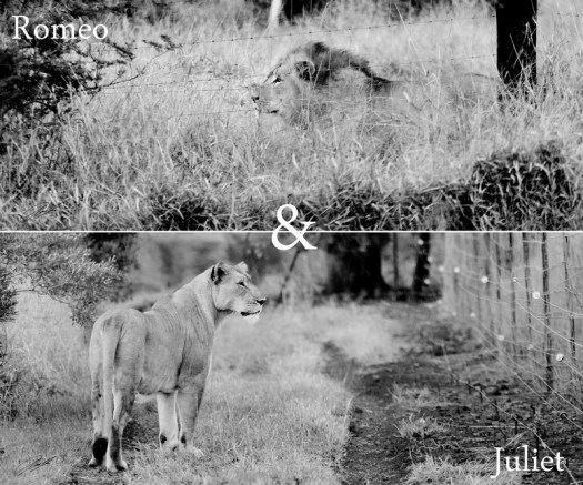 20130430 - Collage 1925