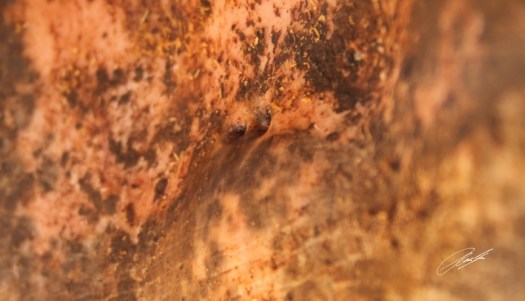 20130513 - CS2_0266 - E - SIG