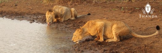 20130517 - CS2_1028 - E - SIG