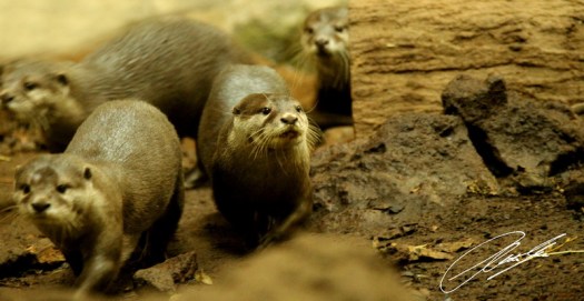 20130603 - CS3_0360 - E 1