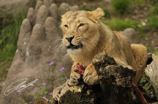 20130603 - CS3_0369 - E 1