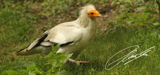 20130603 - CS3_0504 - E 1