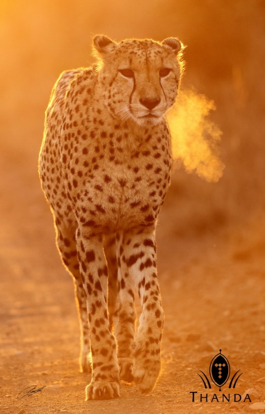 20130619 - CS1_9879 - E - SIG