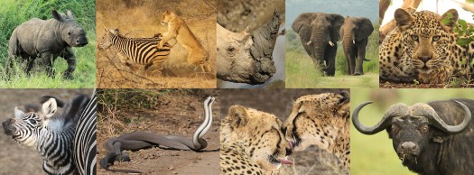 Thanda Favorites 1400