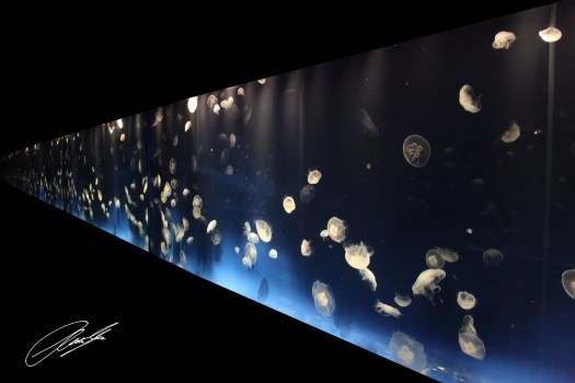 20130702 - IMG_7439 - E - SIG