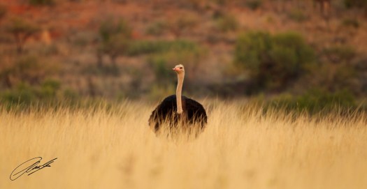 20130725 - CS2_2946 - E - SIG