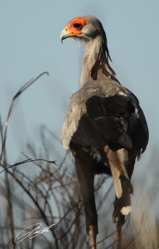 20130726 - CS2_9898 - E - SIG