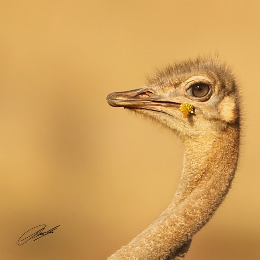 20130726 - CS2_9927 - E - SIG