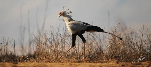 20130727 - CS2_0079 - E - SIG