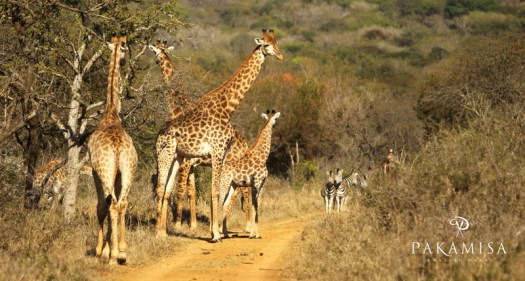 20130728 - CS3_0149 - E - SIG