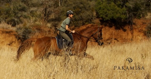 20130728 - CS3_0365 - E - SIG