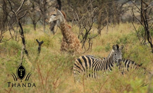 20130804 - CS3_1592 - E - SIG