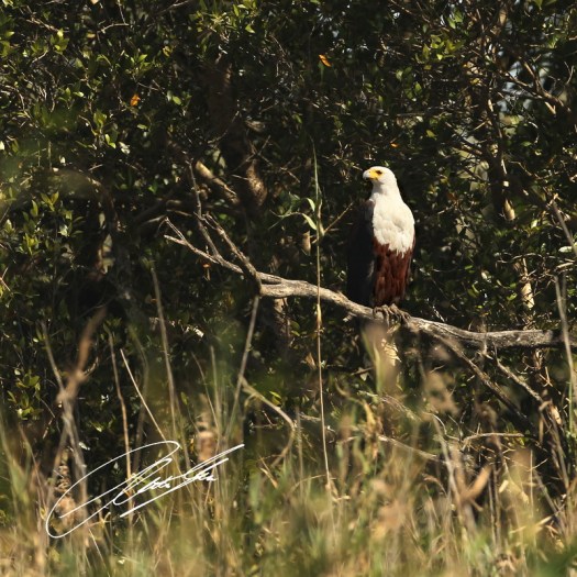 20130812 - CS2_0404 - E - SIG