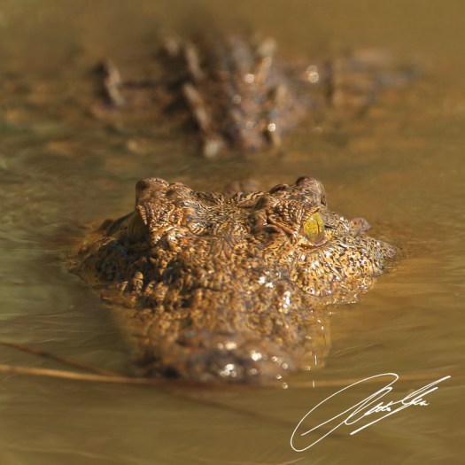 20130812 - CS2_0416 - E - SIG