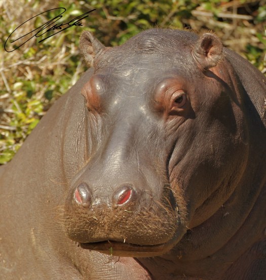 20130812 - CS2_0524 - E - SIG