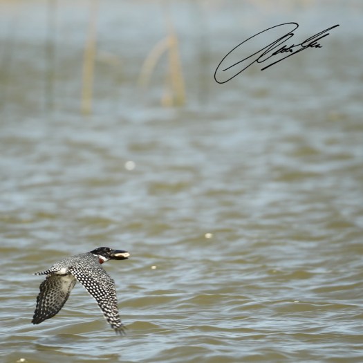 20130812 - CS2_0555 - E - SIG