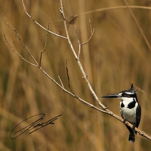 20130812 - CS2_0593 - E - SIG