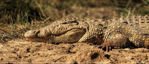 20130812 - CS2_0603 - E - THANDA