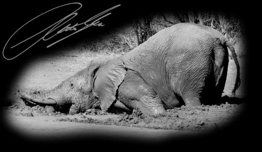 20120812 - CS1_4208 - E - SIG