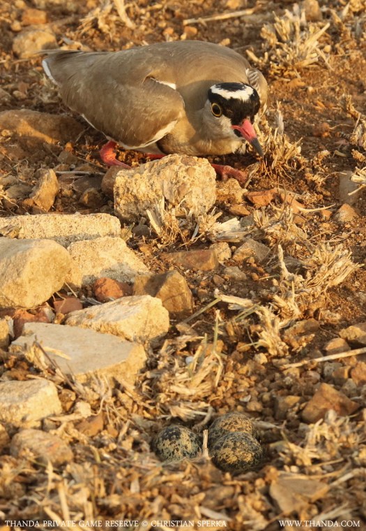 20130924 - Collage 1955 - E - THANDA