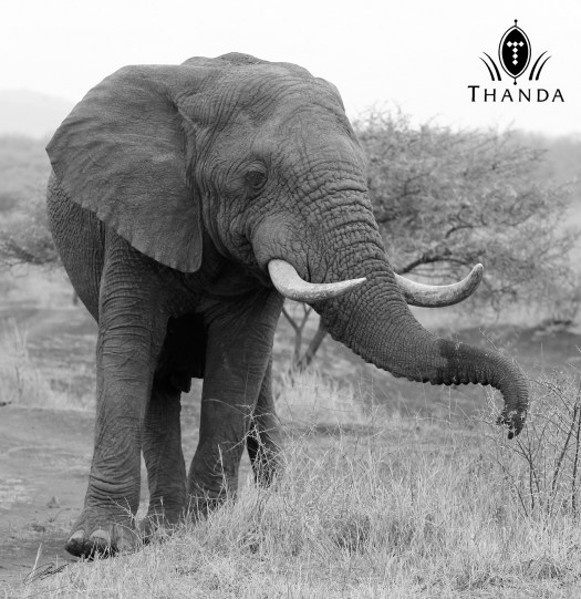 20131013 - CS1_1286 - E - BW - SIG