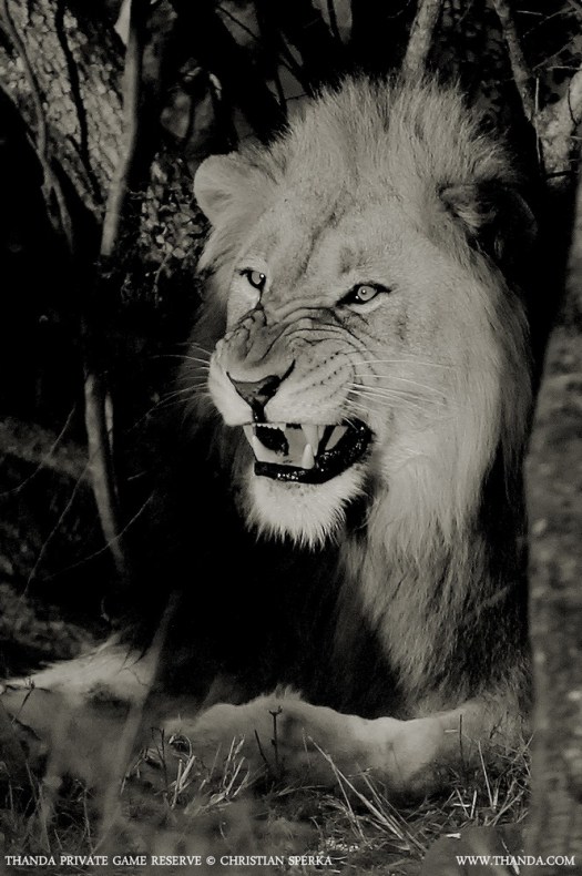 20131015 - CS1_1583 - E - THANDA