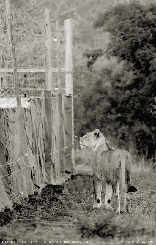 20131015 - CS1_1596 - E - THANDA