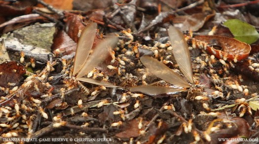 20131027 - CS1_2659 - E - THANDA