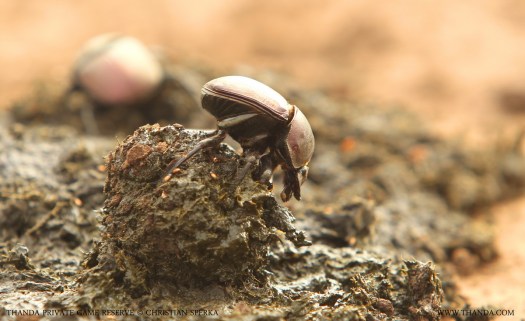 20131102 - CS1_4043 - E - THANDA