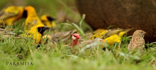 20131208 - CS2_6465 - E - SIG