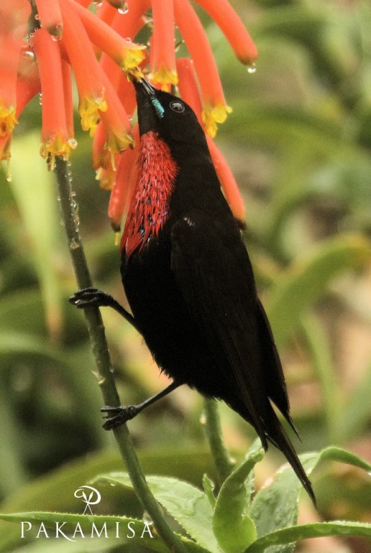 20131208 - CS3_1753 - E - SIG