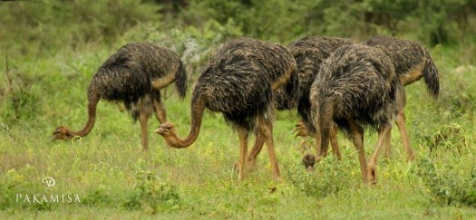 20131208 - CS3_2037 - E - SIG