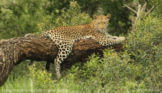 20131219 - CS3_2444 - E - THANDA