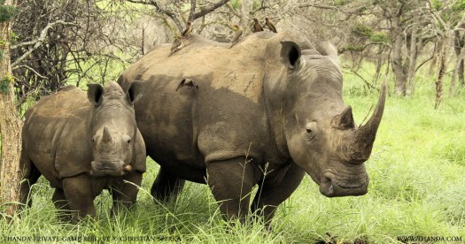 20131224 - CS3_3846 - E - THANDA