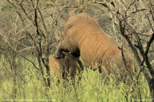 20131230 - CS1_6140 - E - THANDA