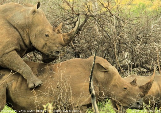 20131230 - CS1_6177 - E - THANDA