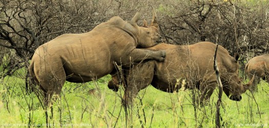 20131230 - CS1_6181 - E - THANDA