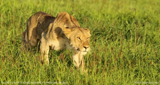 20131223 - CS3_3673 - E - THANDA