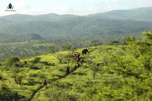 20131231 - CS1_6355 - E - THANDA