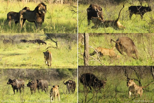 20140105 - Collage 1031 - E