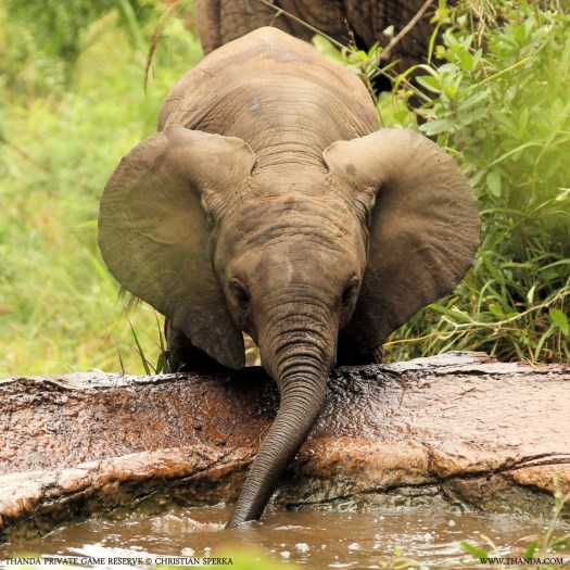 20140124 - CS1_9088 - E - THANDA