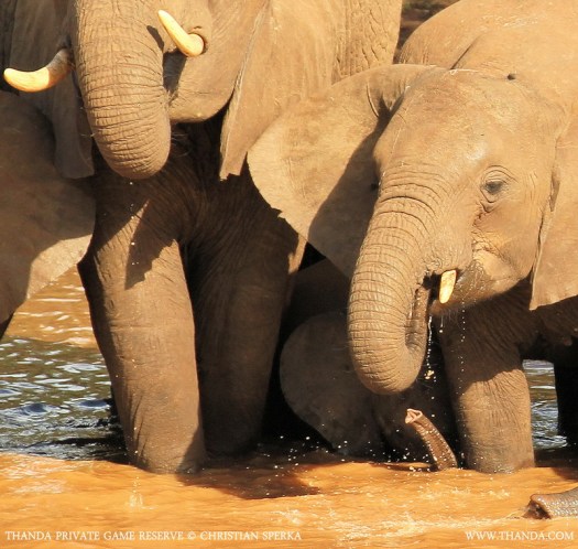 20140128 - CS1_0040 - E - THANDA