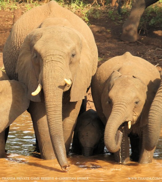 20140128 - CS1_0055 - E - THANDA