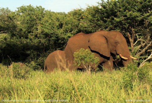 20140128 - CS1_9827 - E - THANDA