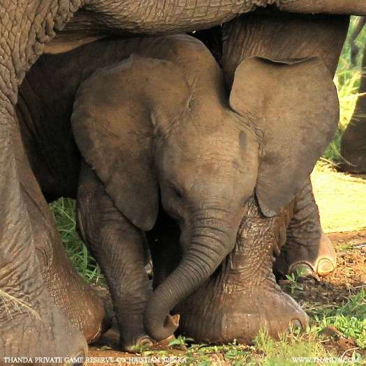 20140128 - CS1_9856 - E - THANDA