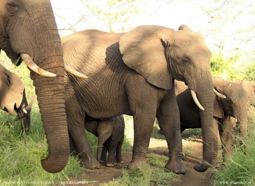 20140128 - CS1_9870 - E - THANDA