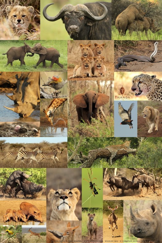 Thanda Wildlife 2013 - Copyright Christian Sperka
