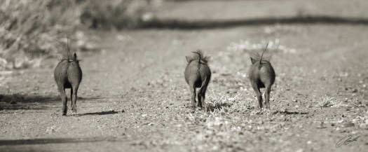 20140201 - CS2_7493 - E - SIG